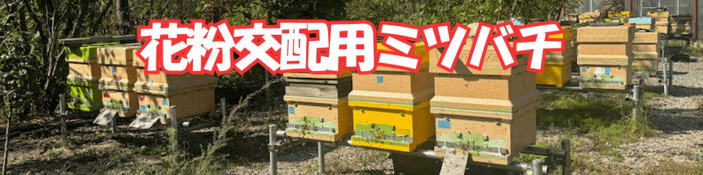 ミツバチレンタル