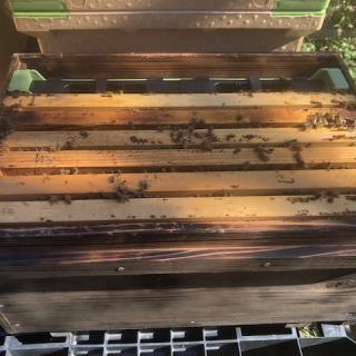 花粉交配専用４枚群ミツバチ ６～８万 長期交配型（２～3ヶ月）女王蜂付 　エサ箱付き西洋ミツバチ