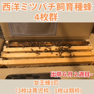 西洋ミツバチ飼育種蜂4枚群 女王蜂1匹　（3枚は育児枠、1枚は餌枠）段ボール巣箱
